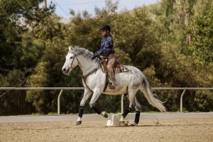 A person wearing a helmet rides a gray horse in an outdoor sandy arena, surrounded by trees and a metal fence. As the horse moves in Canter V1, both rider and horse wear protective gear, showcasing their focus during this Open Page of training.